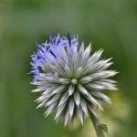 漏芦有什么禁忌 漏芦的副作用