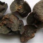 獭肝中药的功效与作用 獭肝的功效与作用