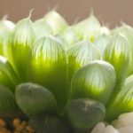 花卉养殖小课堂 多肉需要施肥吗怎么施肥？