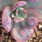 雨滴多肉怎么养出瘤子？ 让雨滴多肉长瘤的方法介绍