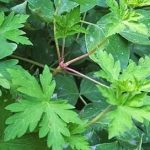 老鹤草的功效2021 老鹤草的应用
