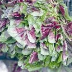 旱菜的用量是多少 旱菜的用法用量