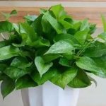 为啥你养的绿萝越来越小？ 或是这三个原因作祟