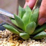 多肉长高怎么修剪？ 多肉长高的修剪方法介绍