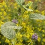 补骨脂的副作用 补骨脂的禁忌