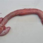 鹿鞭有什么作用和功效 鹿鞭的作用与功效2021