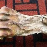 虎骨的选方2021 虎骨的临床应用