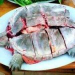 食用龟肉的禁忌人群2021 龟肉的营养价值