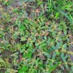 大飞扬草的用法 大飞扬草的用法用量2021