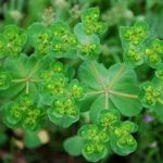 泽漆的功效与作用 泽漆的四大好处