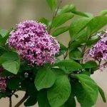 丁香禁忌是什么 丁香的禁忌2021