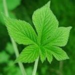 葎草的用法用量 葎草的用量2021