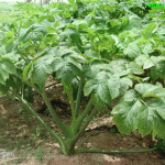 明日叶有什么功效 明日叶的功效与作用