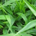 淡竹叶的功效与作用 淡竹叶的禁忌