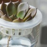 多肉可以水培吗? 多肉水培注意事项介绍