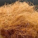 孕妇是否可以食用玉米须 玉米须的禁忌