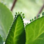 花卉养殖小课堂 大叶落地生根可以养在家里吗?