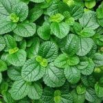 薄荷的功效与作用 薄荷有什么功效与作用