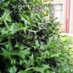 枸骨叶泡水喝有什么功效 你不知道的三大功效