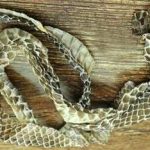 蛇蜕的功效和作用2021 蛇蜕的禁忌