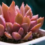 多肉初恋为啥容易黑腐？ 多肉初恋容易黑腐的原因分析