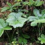 八角莲可以治疗什么病 八角莲的偏方