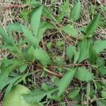 山苦菜有什么功效-山苦菜的功效与作用