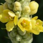 毛蕊花的功效与作用 毛蕊花点多功效2021