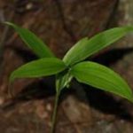 百尾笋的功效与作用 百尾笋的作用