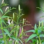 穿心莲的禁忌 穿心莲的禁忌人群