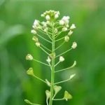 荠菜花煮水喝有什么功效-荠菜花泡水喝的功效