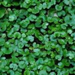 马蹄金有什么功效和作用 马蹄金的功效与作用