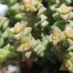 花卉养殖小课堂 小米星多肉用深盆浅盆？