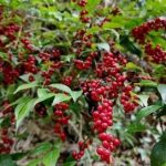 毛冬青有什么功效疗效 毛冬青的功效与作用