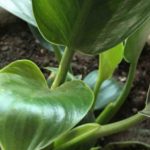 金钻叶子发黄怎么回事？ 金钻叶子发黄的原因介绍