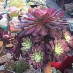 怎么判断法师需要浇水了？ 土壤发白需立即浇水保湿