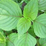 白苏叶的功效和作用 白苏叶的功效与作用图片