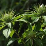 白术的功效与作用2021 白术有什么功效与作用