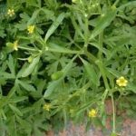 石龙芮怎么用-石龙芮的用法用量