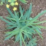 柴胡的功效与作用 柴胡有什么功效