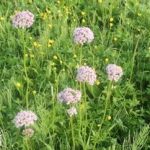 缬草需要注意的禁忌有哪些 缬草的禁忌