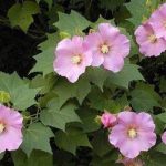 山芙蓉有什么功效与作用 山芙蓉的功效与作用