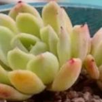 花卉养殖小课堂 多肉种下多久能看出种活了？