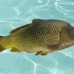 鲤鱼怎么做好吃2021 鲤鱼的食用功效