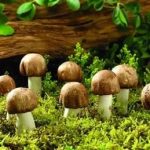 蘑菇的营养价值2021 蘑菇的食用功效
