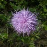 漏芦花怎么吃 漏芦花的正确吃法