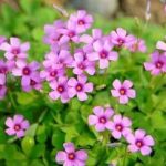 酢浆草的禁忌 酢浆草的功效与作用及禁忌