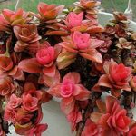 火祭叶片出现霉斑怎么处理？ 火祭叶片出现霉斑的解决方法介绍