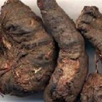 拳参的功效与作用 拳参的功效与作用的功能与主治