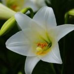 百合花的禁忌 百合花的禁忌人群